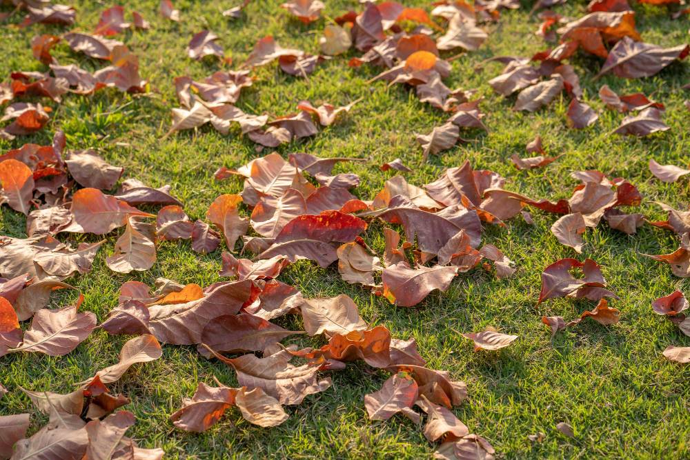 The Impact of Autumn Leaves on Your Septic System